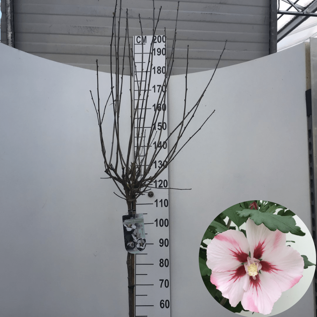 Altheastruik (Hibiscus syriacus 'Hamabo') op stam