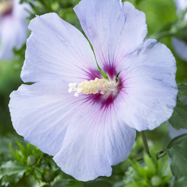 Hibiscus op stam (Altheastruik syriacus 'Oiseau Blue')