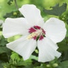 Altheastruik als boom (Hibiscus syriacus 'Red Heart')