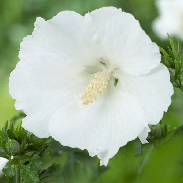 Hibiscus syriacus 'William R. Smith' (Altheastruik)