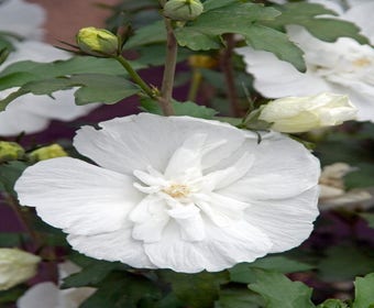 Altheastruik (Hibiscus syriacus 'White Chiffon')