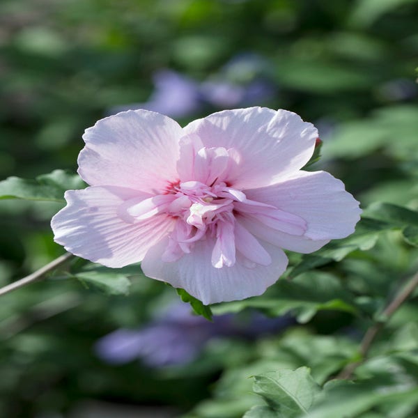 Medic adviseren Kolibrie Altheastruik (Hibiscus syriacus 'Pink Chiffon') | Directplant