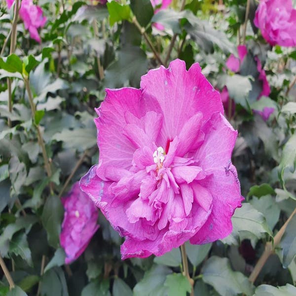 aspect Kapper vertrekken Altheastruik (Hibiscus syriacus 'Purple Ruffles') | Directplant