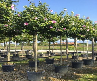 Boomhibiscus (Hibiscus 'Resi')