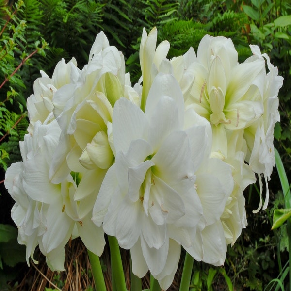 Tuinamaryllis (Hippeastrum 'Sonatini Alasca')