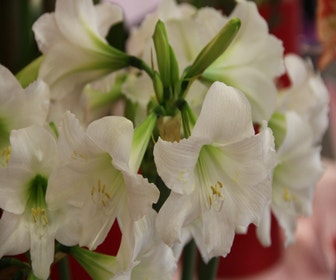 Tuinamaryllis (Hippeastrum 'Sonatini White Rascal')