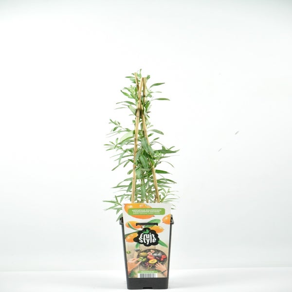 Duindoorn (Hippophae rhamnoides 'Friesdorfer Orange'