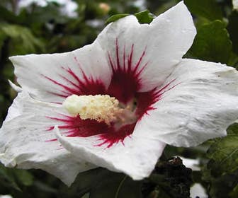Altheastruik (Hibiscus syriacus 'Monstrosus')