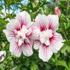 Altheastruik (Hibiscus syriacus 'Starburst Chiffon')