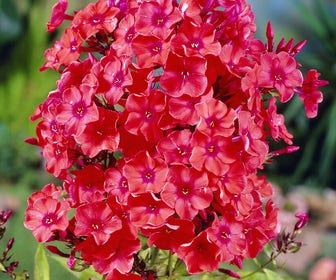 Vlambloem (Phlox paniculata 'Orange Perfection')