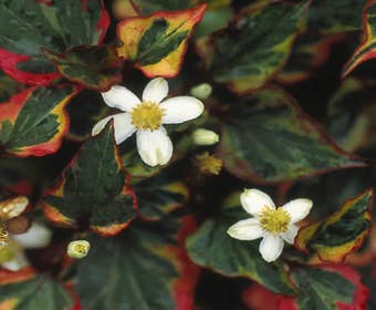 Bonte moerasanemoon (Houttuynia cordata 'Chameleon')