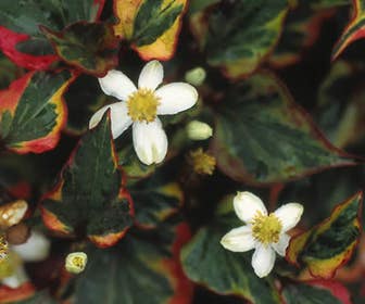 Bonte moerasanemoon (Houttuynia cordata 'Chameleon')
