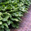 Hartlelie (Hosta 'Fortunei Hyacinthina')