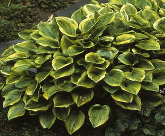 Funkia/Hartlelie (Hosta 'Golden Tiara')