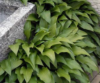 Funkia/hartlelie (Hosta lancifolia)
