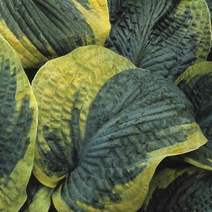 Hosta sieboldiana 'Frances Williams' (Funkia/Hartlelie)