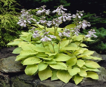 Funkia/Hartlelie (Hosta 'August Moon')