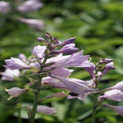 Hosta 'Blue Cadet' (Funkia/Hartlelie)