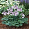 Funkia/Hartlelie (Hosta 'Blue Mouse Ears')