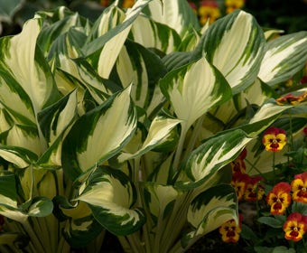 Funkia/Hartlelie (Hosta 'Fire and Ice')
