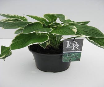 Funkia/Hartlelie (Hosta 'Francee')