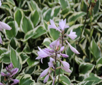 Funkia/Hartlelie  (Hosta 'Patriot')