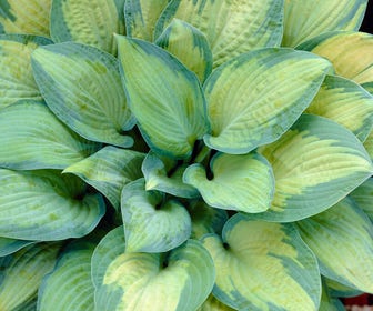 Funkia/Hartlelie (Hosta 'Paul's Glory')