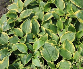 Funkia/Hartlelie (Hosta  'Frances Williams')