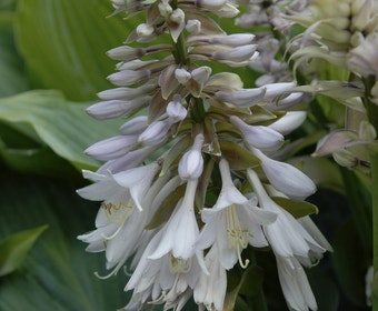 Funkia/Hartlelie (Hosta sieboldiana 'Elegans')