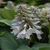 Funkia/Hartlelie (Hosta sieboldiana 'Elegans') BIO