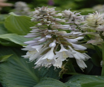 Funkia/Hartlelie (Hosta sieboldiana 'Elegans') BIO