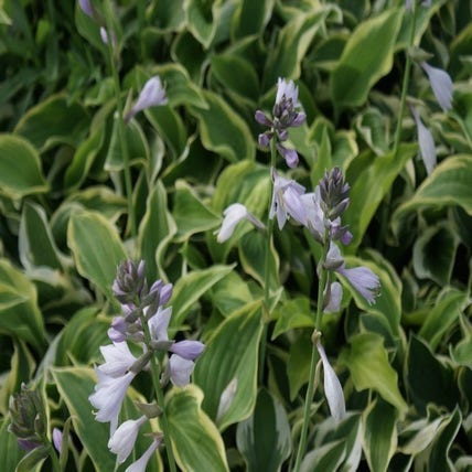 Hosta 'Wide Brim' (Funkia/Hartlelie)