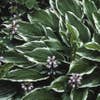 Funkia/Hartlelie (Hosta 'Undulata Albomarginata')