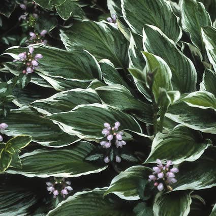 Hosta 'Undulata Albomarginata' (Funkia/Hartlelie)