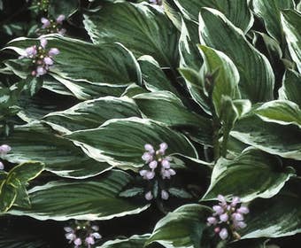 Funkia/Hartlelie (Hosta 'Undulata Albomarginata')