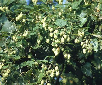 Hop (Humulus lupulus' Nordbrau')