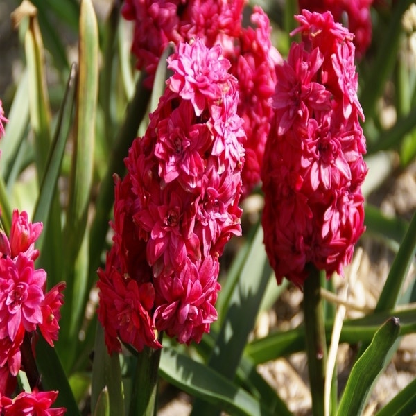 Hyacinthus orientalis 'Hollyhock'