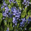 Boshyacint (Hyacinthoides hispanica blauw)