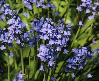 Boshyacint (Hyacinthoides hispanica blauw)