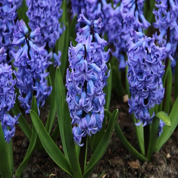 Hyacinthus orientalis 'Blue Tango' (Hyacinth)