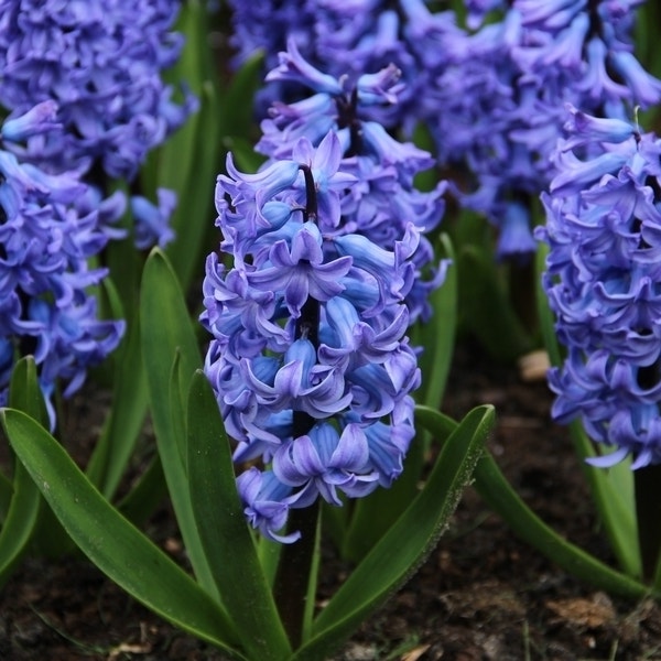 Hyacinthus orientalis 'Blue Tango' (Hyacinth)