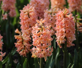 Hyacint (Hyacinthus 'Gipsy Queen')
