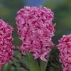 Hyacint (Hyacinthus 'Pink Pearl')