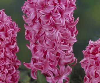 Hyacint (Hyacinthus 'Pink Pearl')