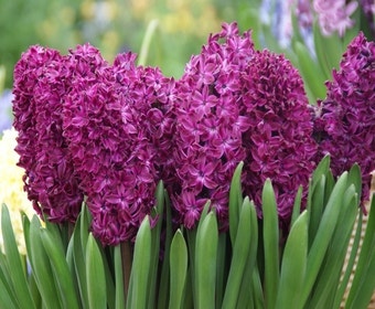Hyacint (Hyacinthus 'Woodstock')
