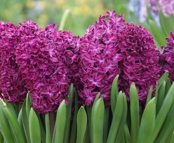 Hyacint (Hyacinthus 'Woodstock')