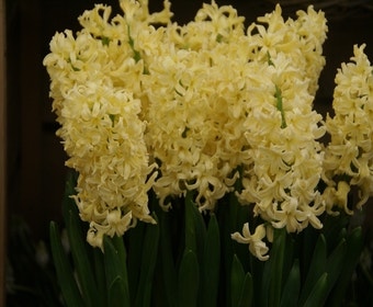 Hyacint (Hyacinthus 'Yellow Queen')