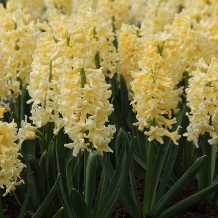 Hyacinthus 'Yellow Queen' (Hyacint)