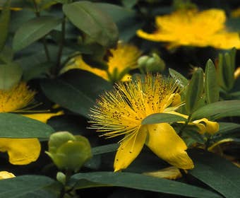 Hertshooi (Hypericum calycinum)