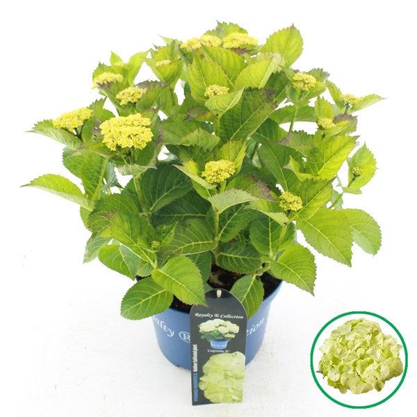 Hortensia 'Caipirinha' (Hydrangea 'Royalty Collection')-Plant in pot-30/40 cm